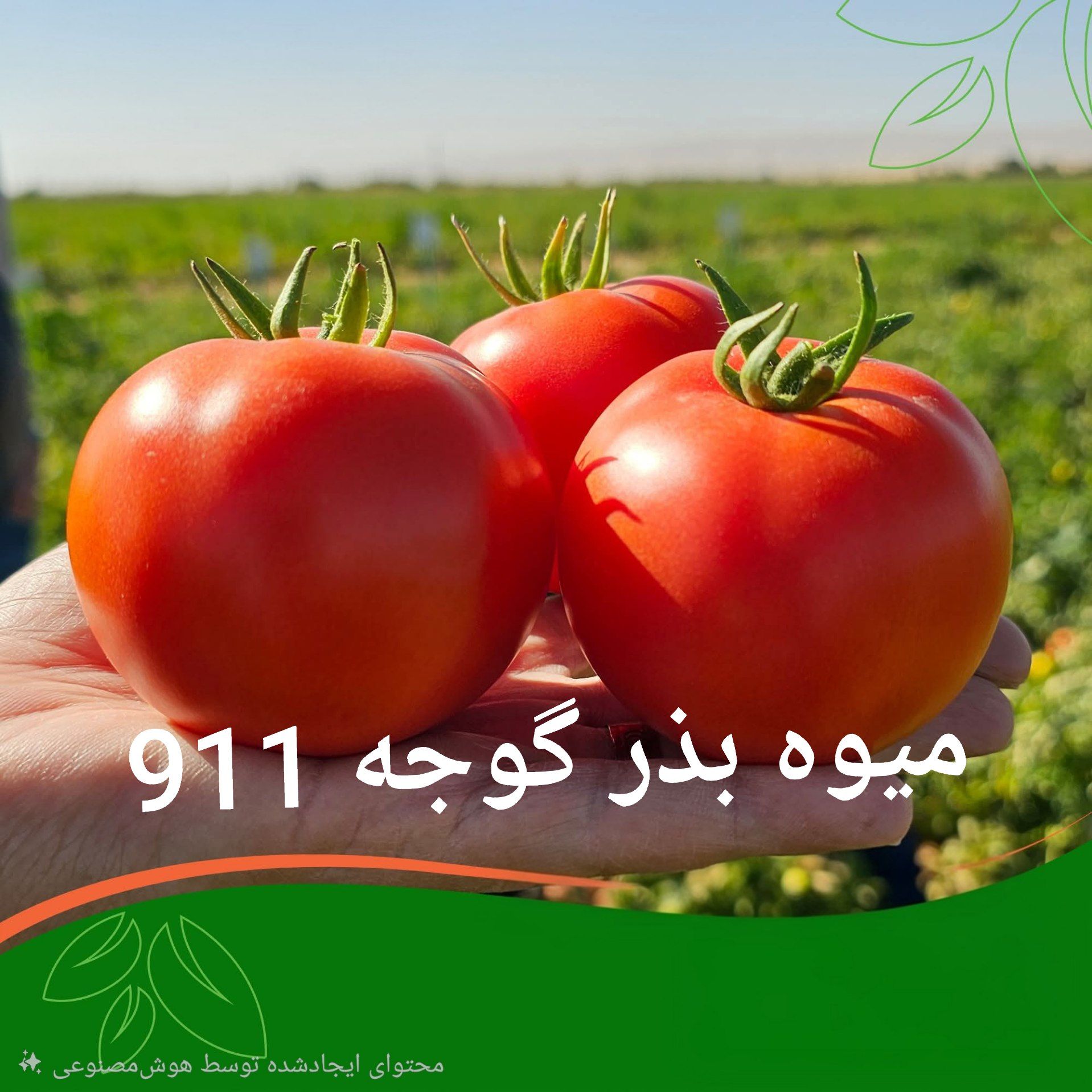 بذر گوجه فرنگی گوشتی ۹۱۱ گرد تولید دانمارک (محصول شرکت جوانه بذر)