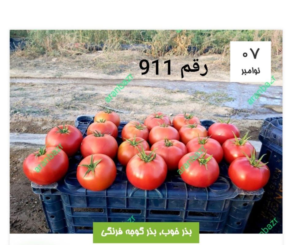بهترین بذر گوجه فرنگی برای کارخانه رب