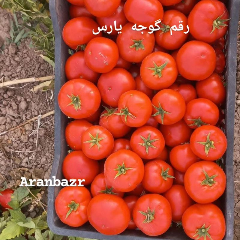 گوجه‌ای که زیر آفتاب ۵۰ درجه می‌خندد