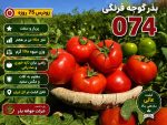 بذر گوجه زودرس ۰۷۴