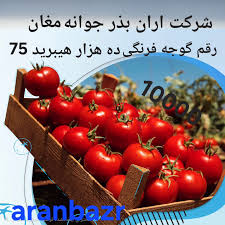 بذر گوجه ده هزار، ماندگاری بالا، گوجه گرد