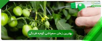سمپاشی گوجه فرنگی روش حرفه‌ای