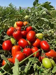 بذر مقاوم به تنش آبی