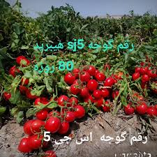 بذر گوجه اس جی ۵ زودرس