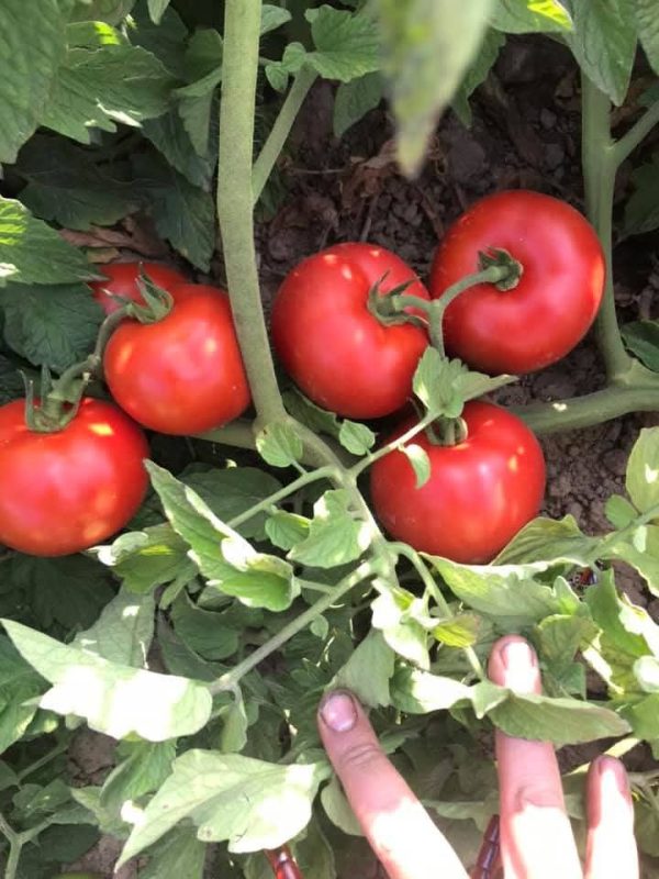 بذر گوجه نپال؛ رقمی گرد، پربار