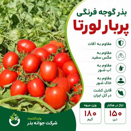 بذر گوجه فرنگی لورتا