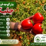 بذر گوجه فرنگی چلیک