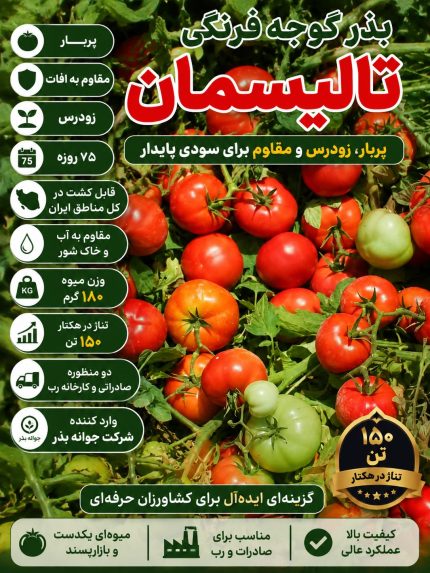 بذر گوجه فرنگی تالیسمان