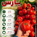 بذر گوجه فرنگی یارس