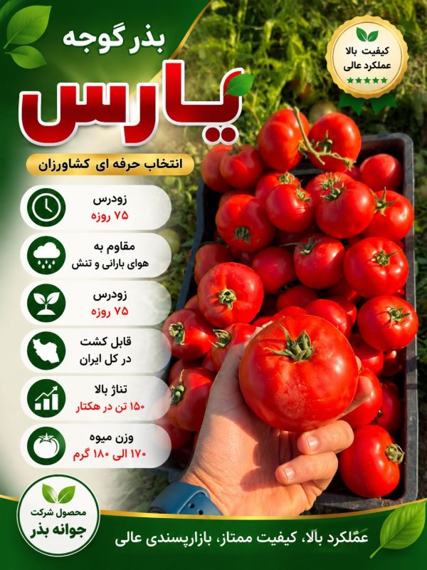 تفاوت بذر گوجه گرد با کشیده