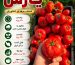 تفاوت بذر گوجه گرد با کشیده