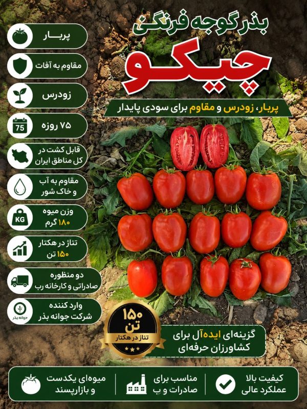 ارقام بذر گوجه تخم مرغی