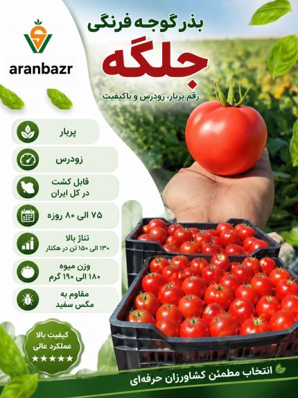 بذر گوجه فرنگی جلگه