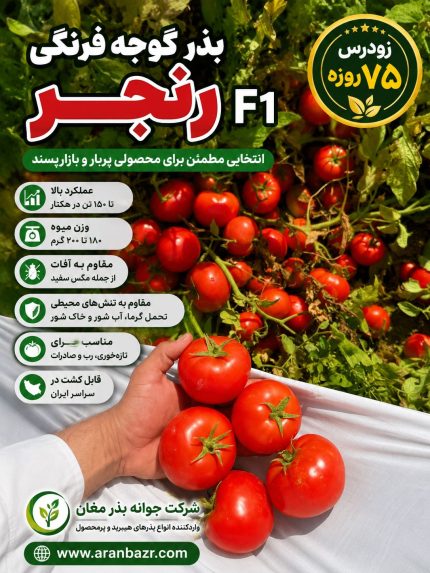 بذر گوجه فرنگی رنجر: رقمی پربار و هیبرید مناسب کشت در تمام ایران
