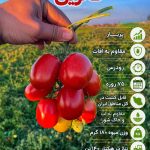 بذر گوجه فرنگی کاترین