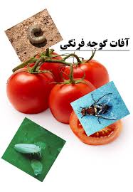سمپاشی گوجه فرنگی روش حرفه‌ای کنترل آفات