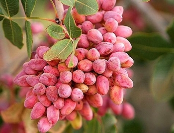 بیماری انگومک پسته
