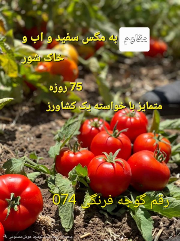 بذر ۰۷۴، گوجه گرد مقاوم به بیماری، تناژ ۱۵۰ تن