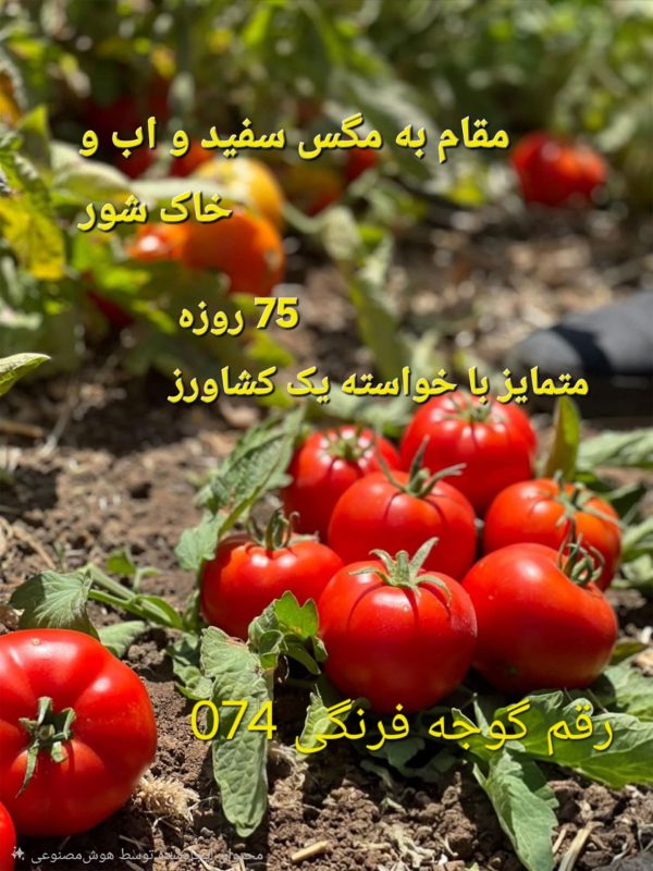 بذر گوجه فرنگی 074؛ رقم زودرس و مقاوم به آفات