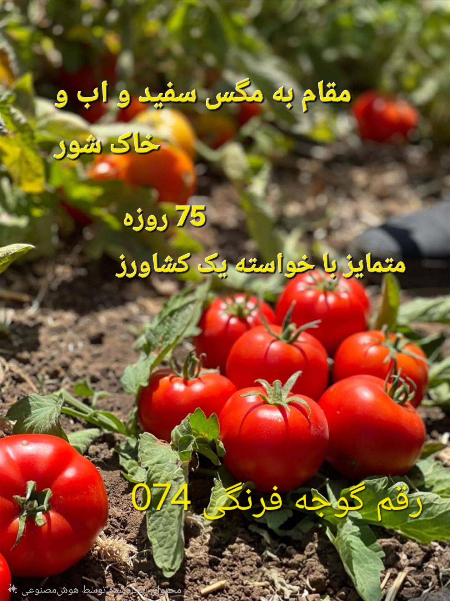 بذر گوجه فرنگی 074؛ رقم زودرس و مقاوم به آفات
