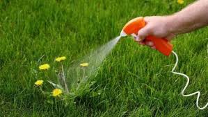 کنترل علف هرز گوجه فرنگی و معرفی بهترین سموم علف‌کش