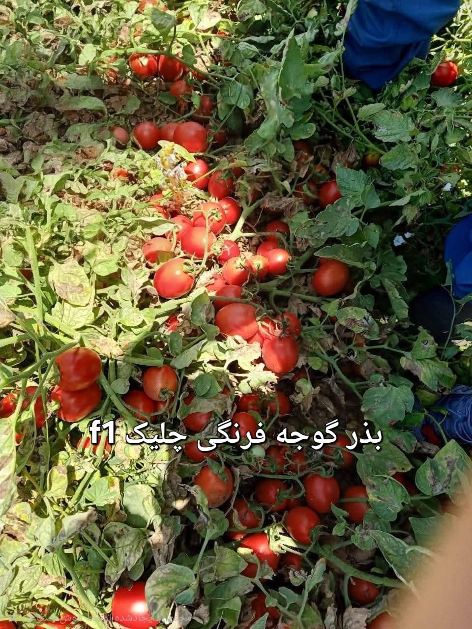 بذر گوجه فرنگی هیبرید چلیک (Celik)