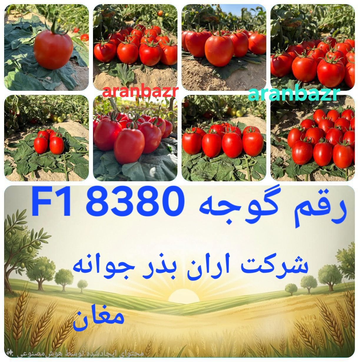 ارقام زودرس گوجه فرنگی تخم مرغی؛ راهکاری هوشمندانه برای کشاورزی گرمسیر