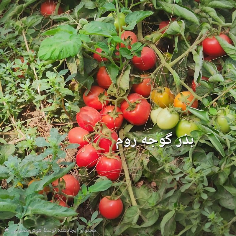 بذر گوجه روم؛ انتخاب کشاورزانی که دنبال بار واقعی هستند