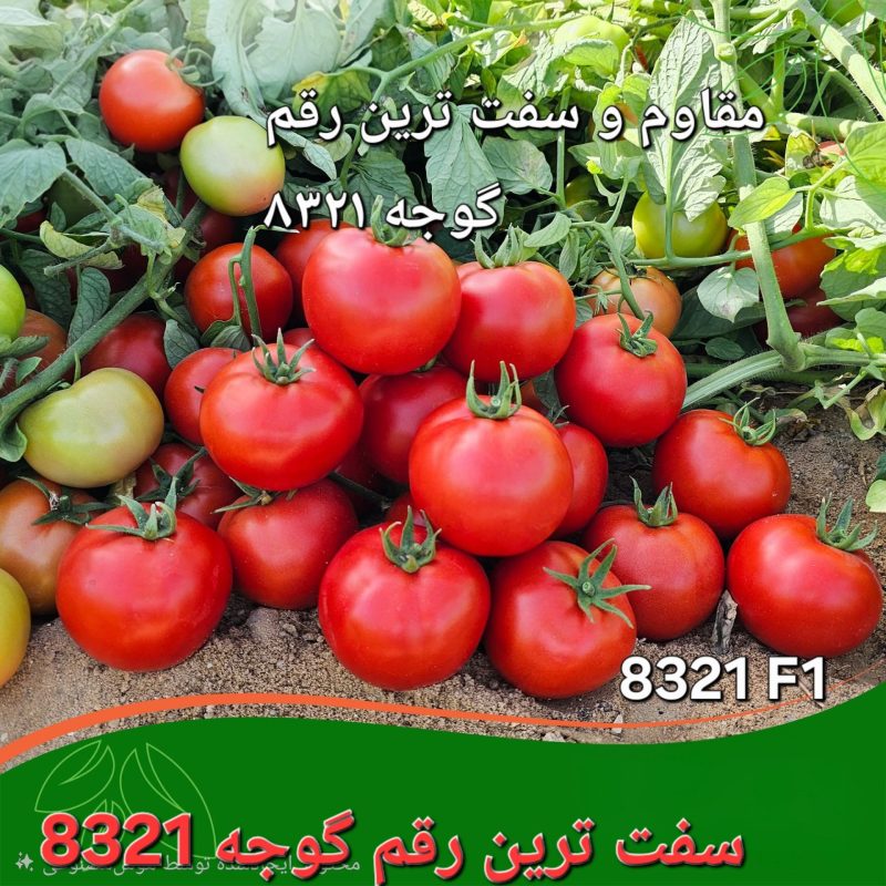 بذر گوجه فرنگی رقم 8321  150 تنی در مزرعه‌های ایران-جوانه بذر