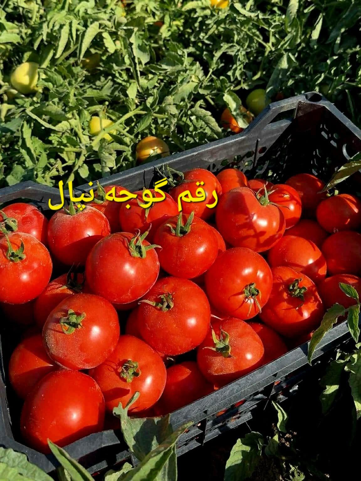بذر گوجه فرنگی نپال؛ رقم دانمارکی معجزه‌آسا با ۱۵۰ تن تناژ و مقاومت فولادی!