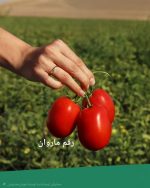 بذر گوجه ماروان