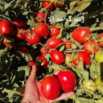 جدید ترین بذر گوجه الا