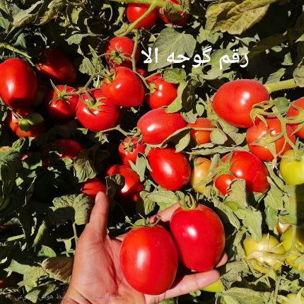 جدید ترین بذر گوجه الا