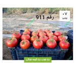 بهترین بذر گوجه فرنگی برای کارخانه رب