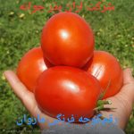 بذر گوجه ماروان