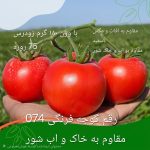 بذر گوجه فرنگی 074؛ رقمی زودرس و فوق پربار گرد