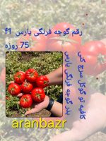 بذر گوجه یارس
