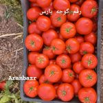 گوجه‌ای که زیر آفتاب ۵۰ درجه می‌خندد