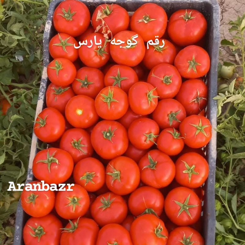 راز سودآوری در کشت گوجه فضای باز: معرفی ۱۰ رقم گرد پربار با تناژ ۱۵۰ تن