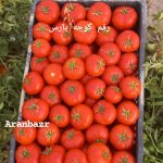 بذر گوجه یارس