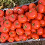 بذر گوجه یارس