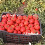 ده رقم بذر گوجه فرنگی گرد ۷۵ روزه
