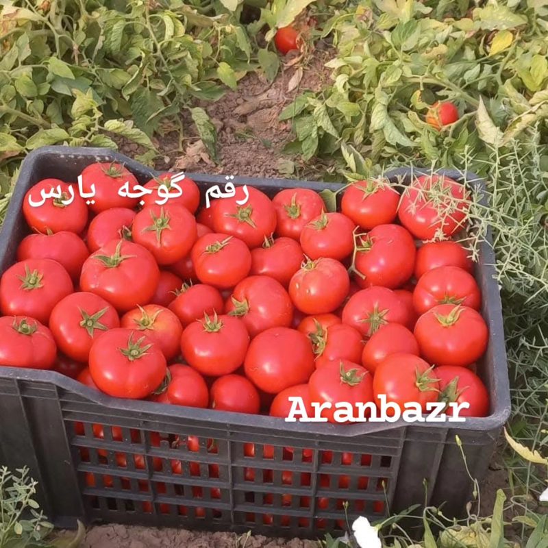 ده رقم بذر گوجه فرنگی گرد ۷۵ روزه
