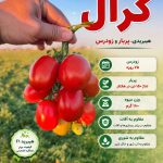 بذر گوجه فرنگی کرال