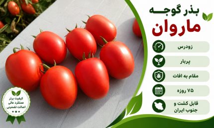 بذر گوجه ماروان