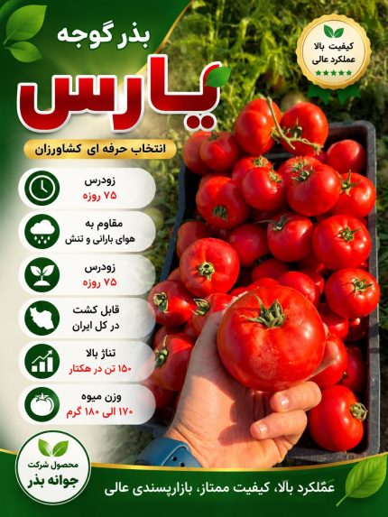 بذر گوجه یارس