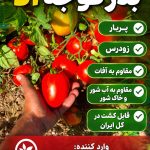 جدید ترین بذر گوجه الا