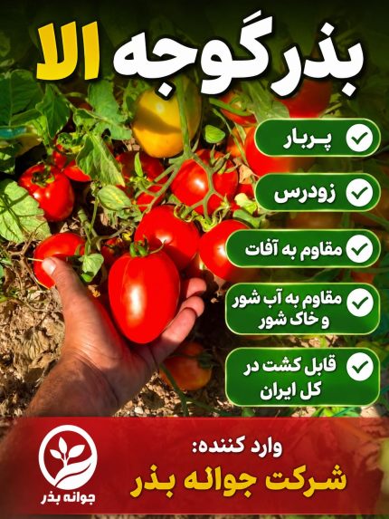 جدید ترین بذر گوجه الا