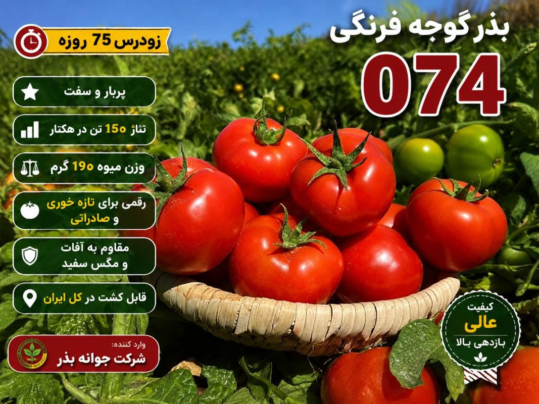تناژ بذر گوجه 074 در هکتار