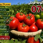 تناژ بذر گوجه 074 در هکتار